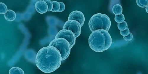 日本“食人菌感染”猛增