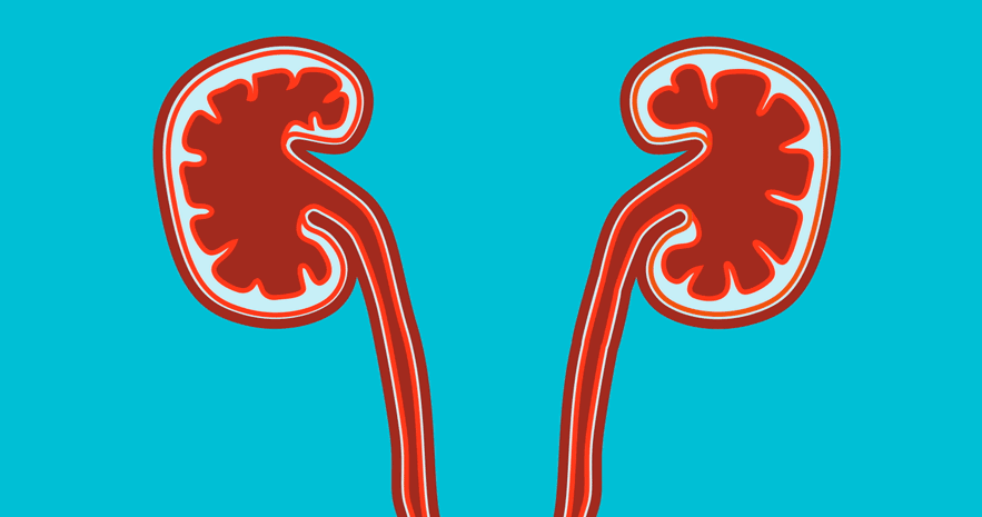 肾脏每年要“检修”一次