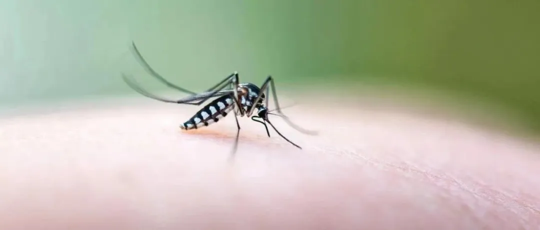 今秋要持续防虫
