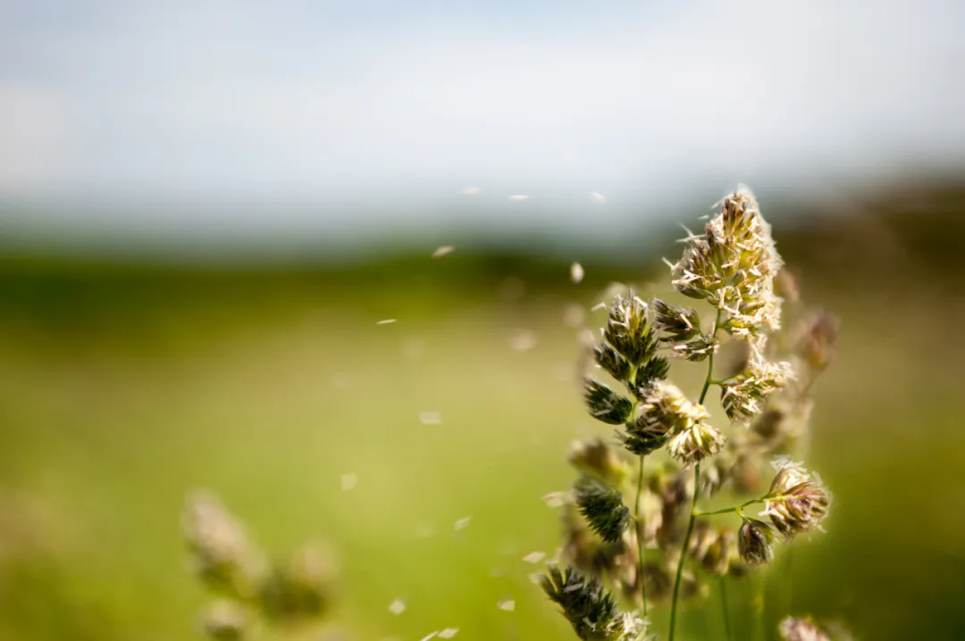 花粉过敏常找五类人